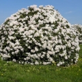 Rhododendron cunninghams white: zimska otpornost, sadnja i njega, fotografija